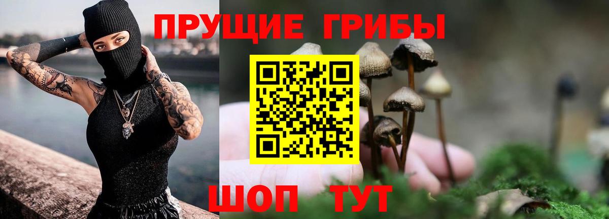 Ртищево  Псилоцибиновые грибы Psilocybine cubensis  Вход с VPN 